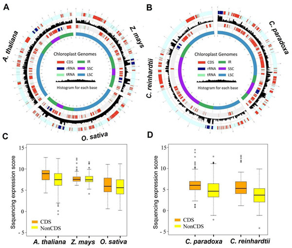 图一 真核生物叶绿体基因组全转录图.