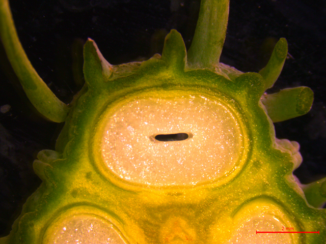 版纳植物园发现种皮光合作用可以促进蓖麻种子油脂累积