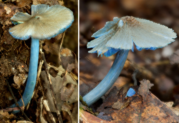 勐宋粉褶菌( entoloma mengsongense),许建初研究组真菌团队拍摄