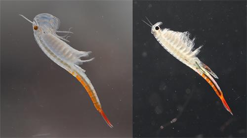 昆明动物所等在缅甸旋额虫科仙女虾多样性调查中取得进展