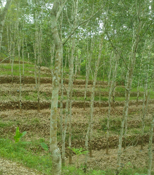 版纳植物园揭示土壤水分和交换性盐基对不同年龄橡胶林和橡胶-大叶千斤拔复合林的响应----中国科学院昆明分院