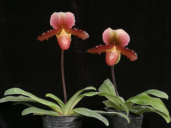 昆明植物所育成系列兜兰新品种