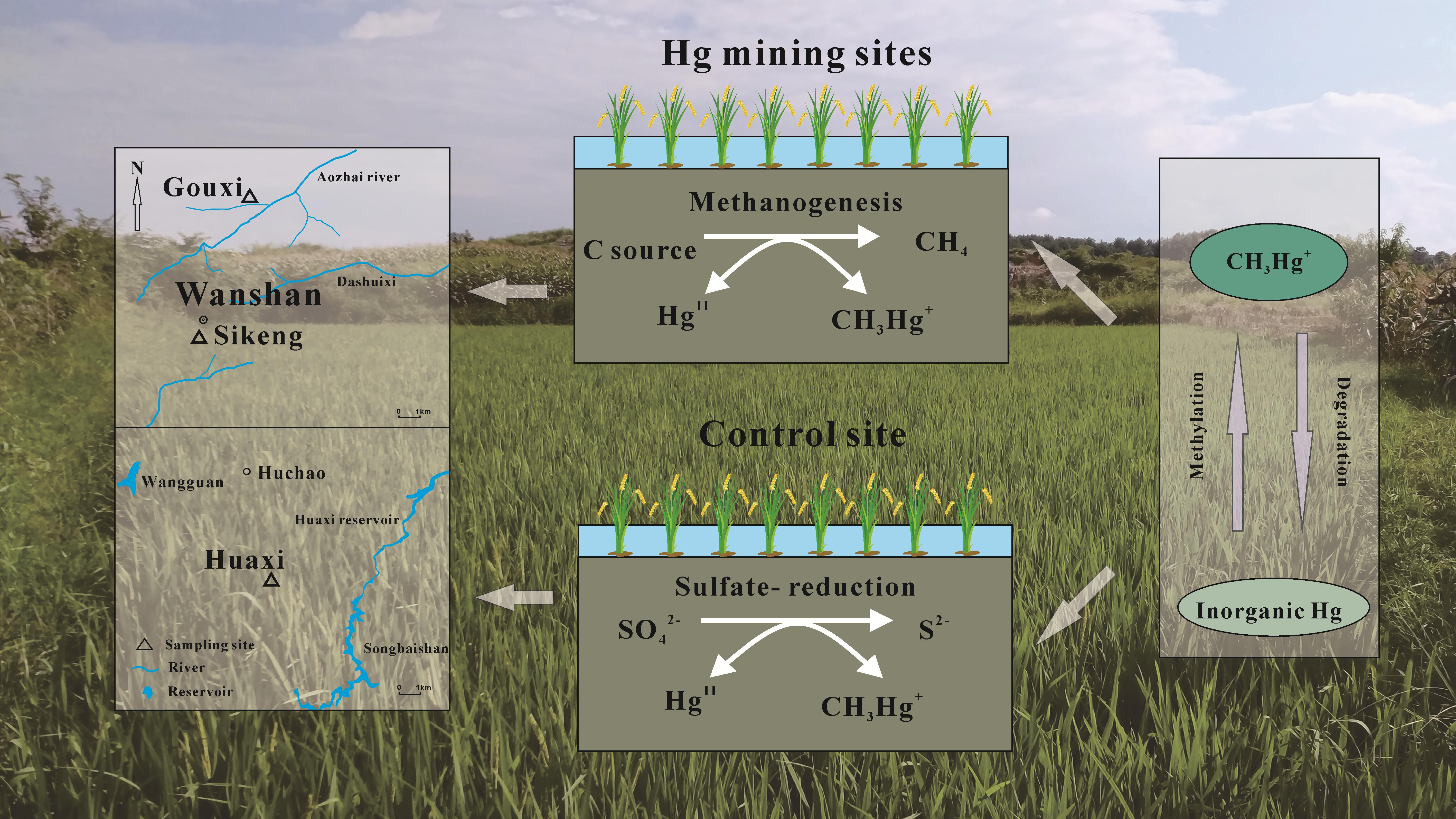 稻田生态系统汞的生物地球化学循环研究取得进展