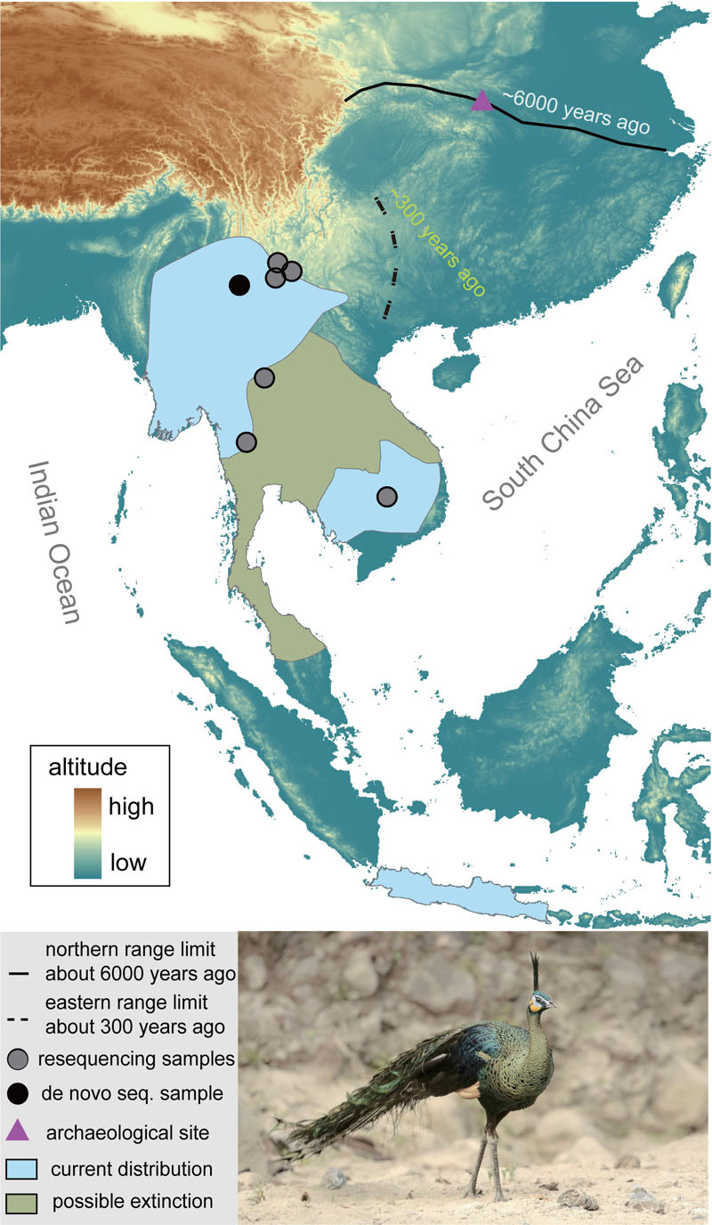 1.绿孔雀的分布及研究中的采样信息