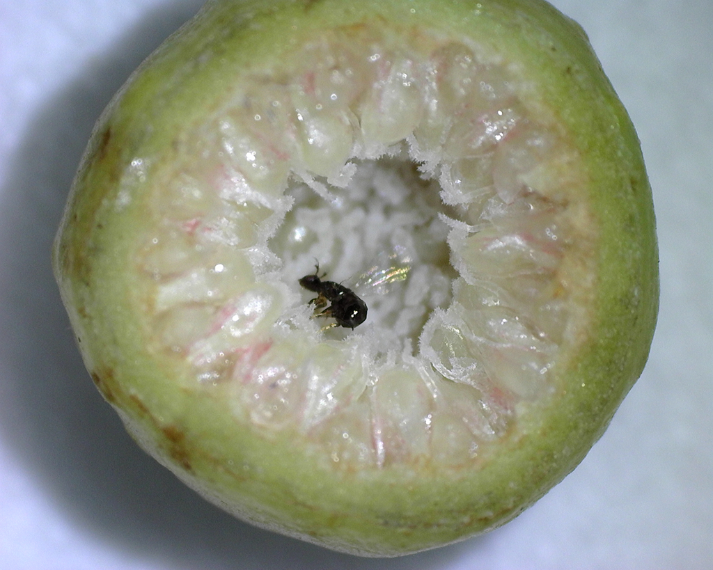 版纳植物园揭示传粉榕小蜂从互惠共生向欺骗寄生演化的机制