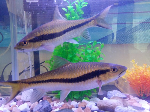 昆明动物所放归3万尾软鳍新光唇鱼